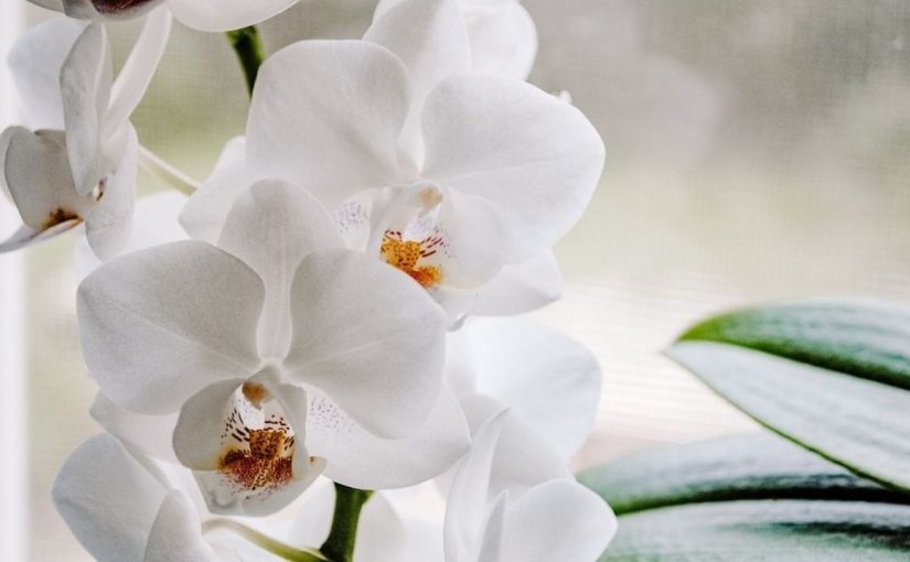 Orchidee: 10 consigli semplici ed efficaci per farle rifiorire ➤ Buzzday.info