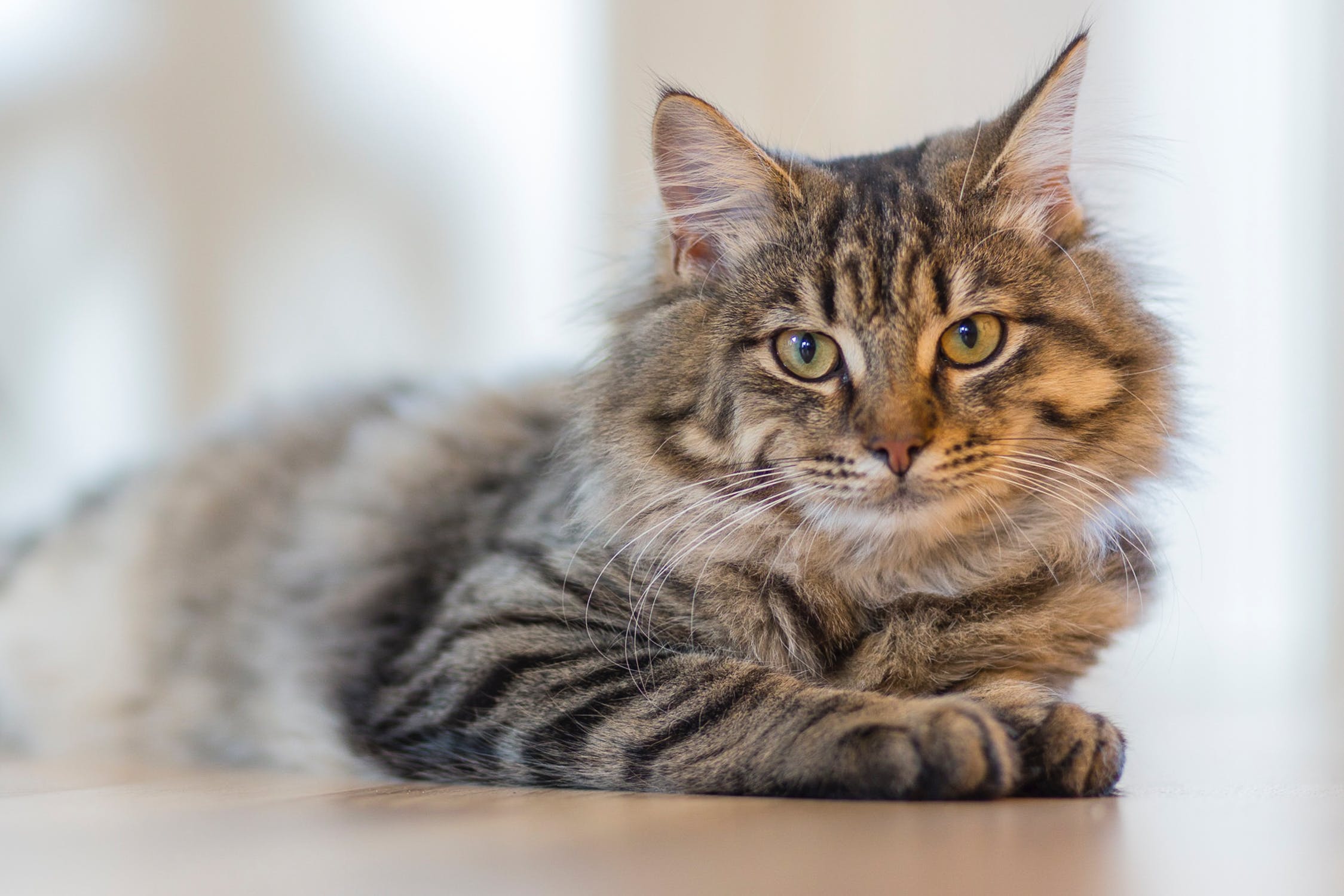 Gatti, cosa significano i loro comportamenti ➤ Buzzday.info
