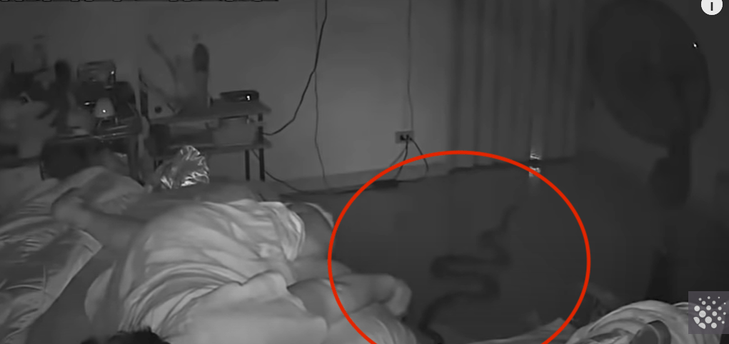 A giant snake crawls into the bedroom of a Bangkok woman and attacks her ➤ Buzzday.info