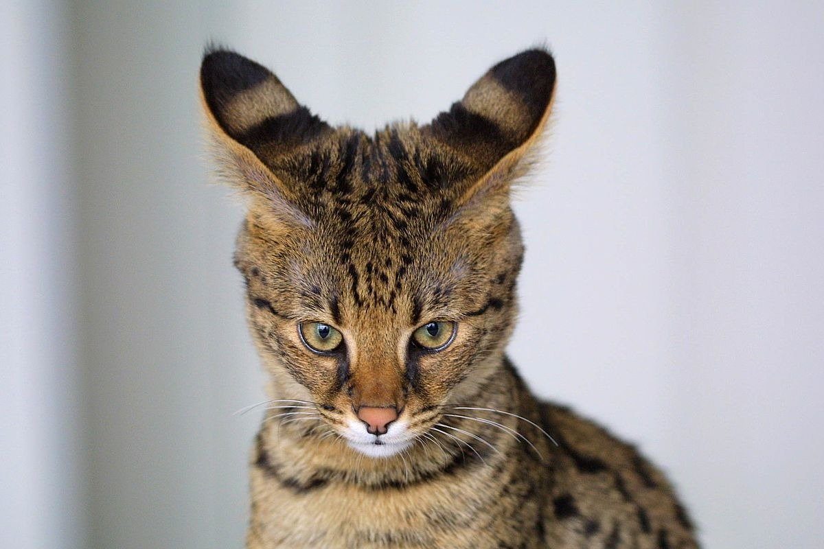 The 12 most expensive cats in the world ➤ Buzzday.info