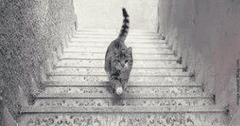 This Fuzzy Cat-On-The-Stairs Illusion Will Reveal Whether You’re An Optimist Or A Pessimist ➤ Buzzday.info