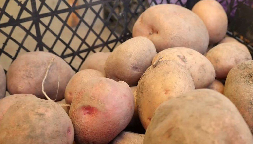 В Україні поповзли вгору ціни на картоплю: яка нині її вартість ➤ Buzzday.info