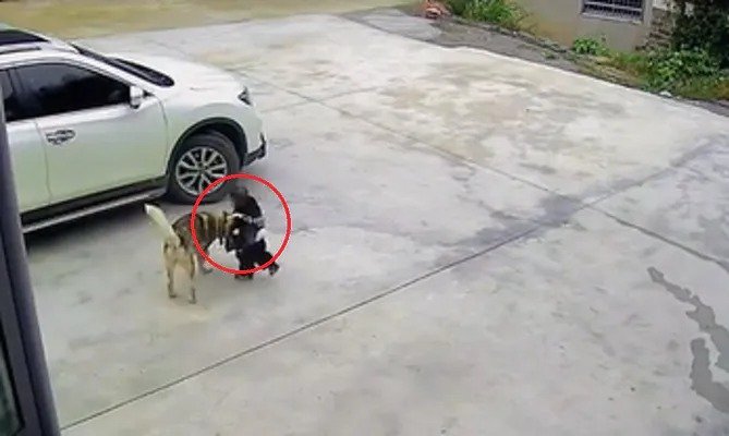 Pies skoczył na dziecko. Kamera uchwyciła moment przed tragedią ➤ Buzzday.info