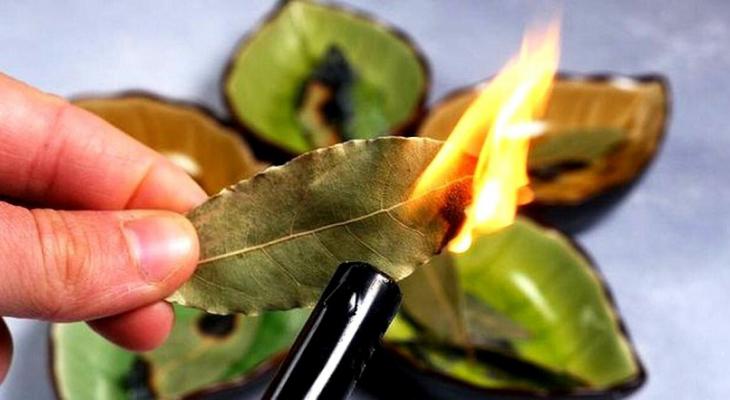 Iată ce se întâmplă dacă dai foc la o frunză de dafin în apartamentul tău ➤ Buzzday.info