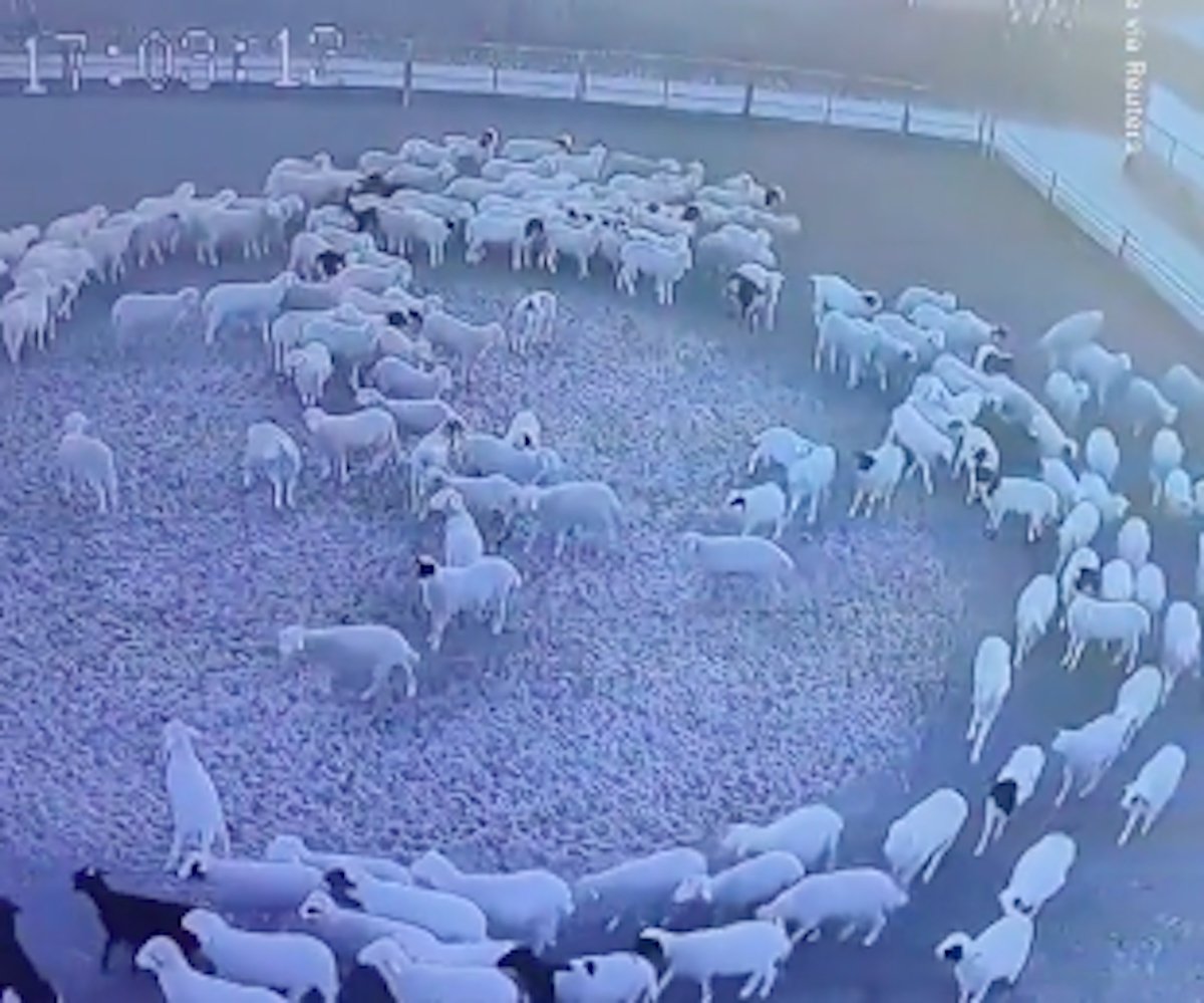 Niepokojące wideo z Chin. Owce robiły to bez przerwy przez 12 dni ➤ Buzzday.info