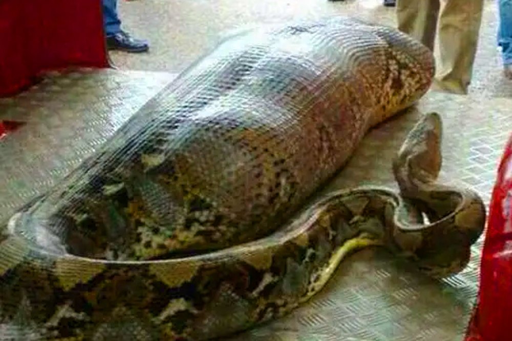 Ces ouvriers ont trouvé un serpent géant – vous ne croiriez pas ce qu’ils ont trouvé à l’intérieur ! ➤ Buzzday.info
