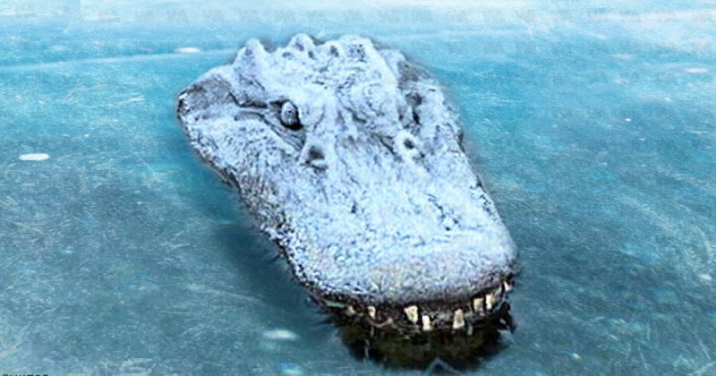 Un uomo trova un coccodrillo congelato nel ghiaccio: lo shock lo attende quando lo tira fuori ➤ Главное.net