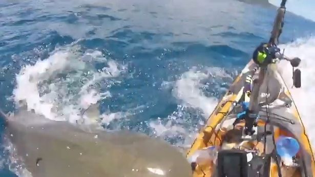 A considerable monster tiger shark attacks a kayaker and clenches its jaws on the boat in terrifying footage.. ➤ Главное.net