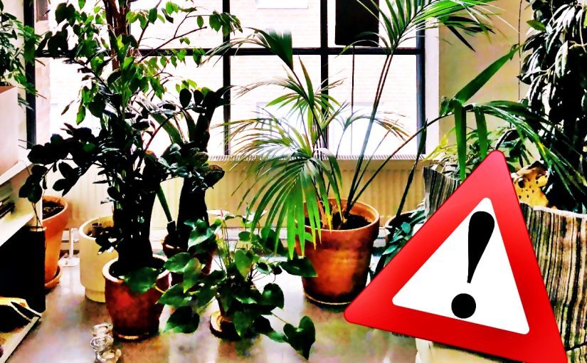 Flori și plante care aduc ghinion în casă. Ce obiecte să nu ții niciodată în locuință ➤ Buzzday.info