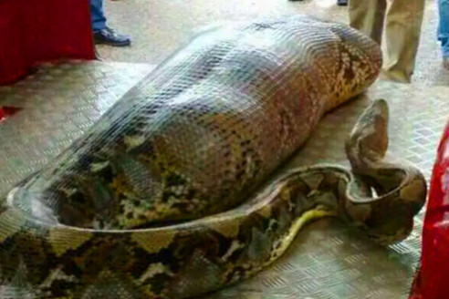 Ci pracownicy znaleźli gigantycznego węża – nie uwierzysz, co znaleźli w środku! ➤ Buzzday.info