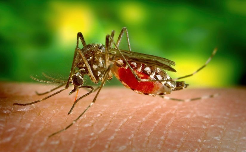 Blood type? What type are mosquitoes most committed to?  ➤ Buzzday.info