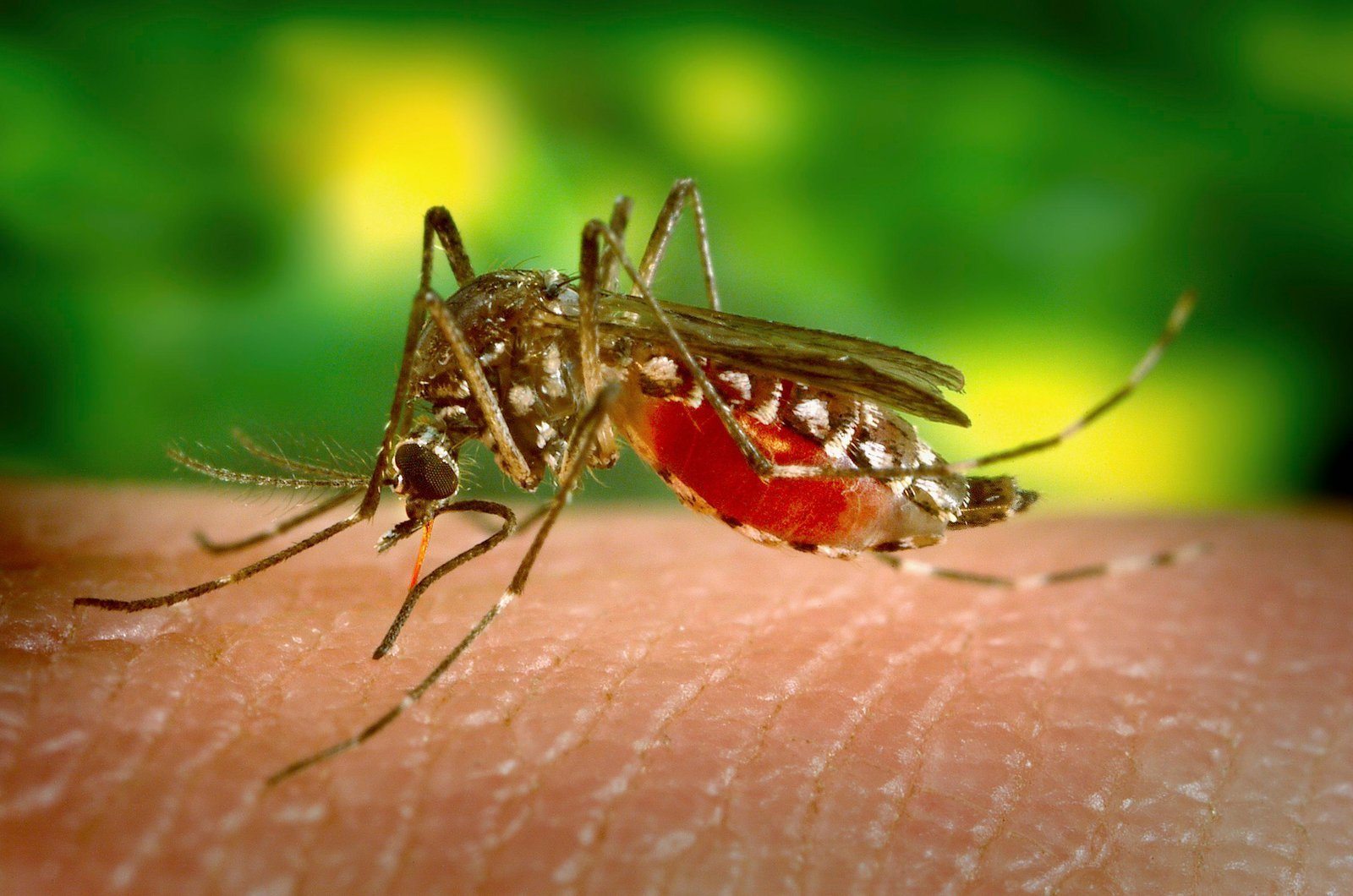 Blood type? What type are mosquitoes most committed to?  ➤ Buzzday.info