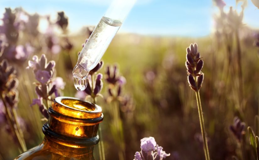 The Power of Lavender: How this essential oil repels various moths ➤ Buzzday.info