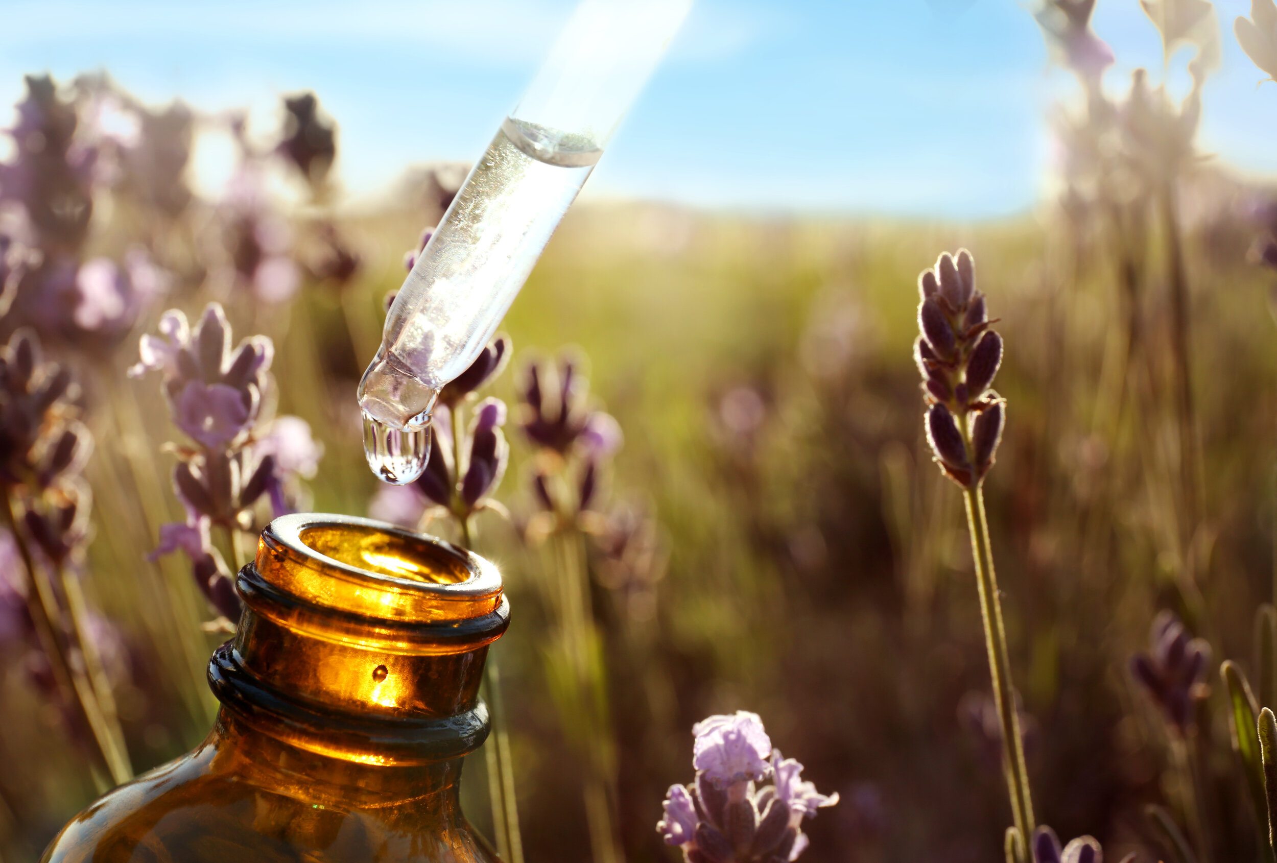 The Power of Lavender: How this essential oil repels various moths ➤ Buzzday.info