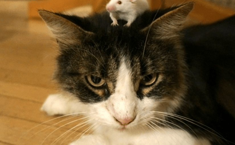 What is on those Cats Minds: hilarious photo collection ➤ Buzzday.info