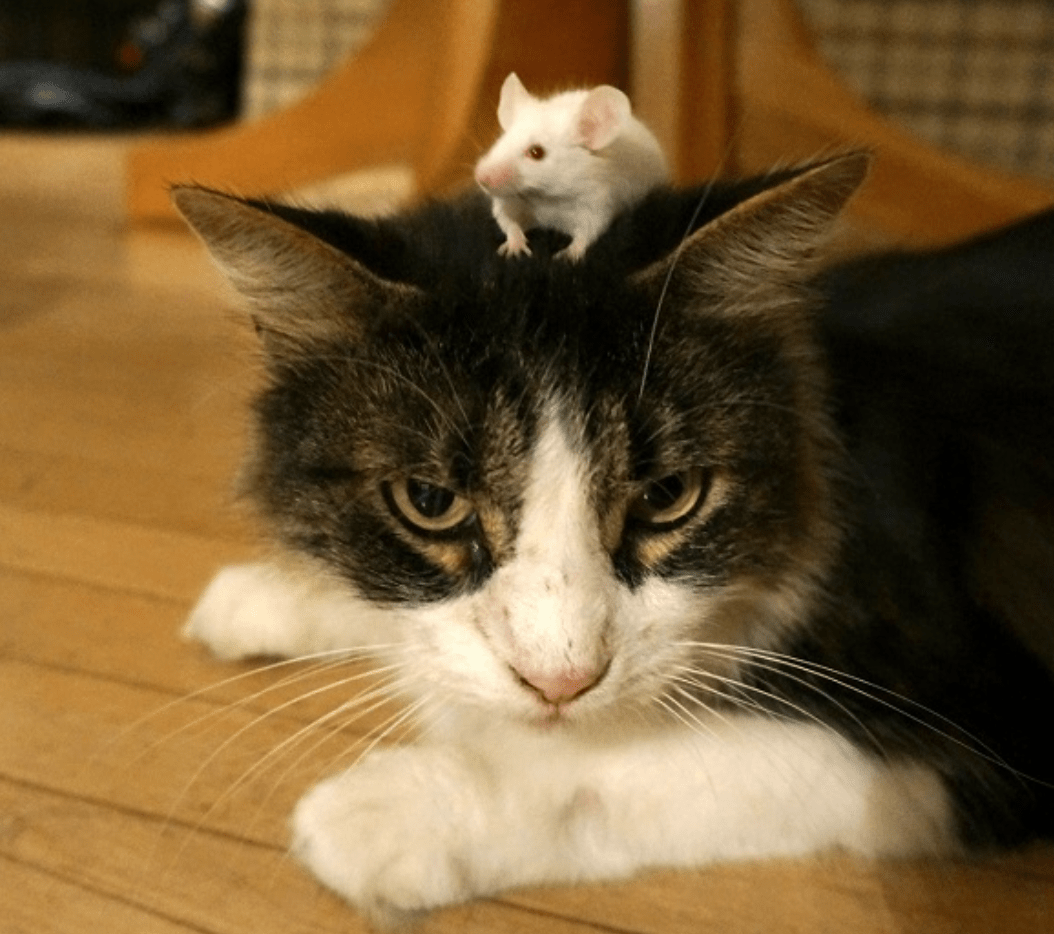 What is on those Cats Minds: hilarious photo collection ➤ Buzzday.info