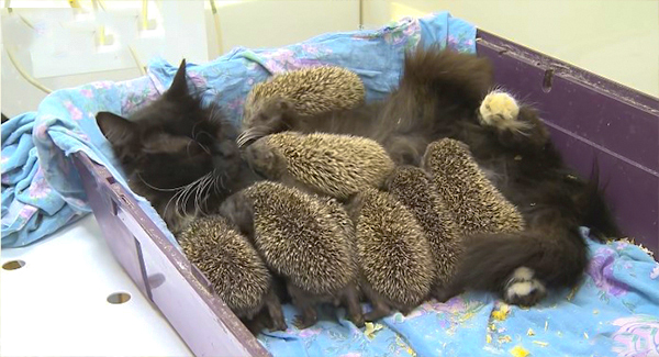 Mama Cat takes the prickly baby hedgehogs as her own, and it’s just adorable ➤ Buzzday.info