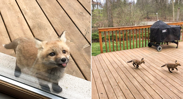 Baby foxes turn Grandma’s porch into a private playground ➤ Buzzday.info