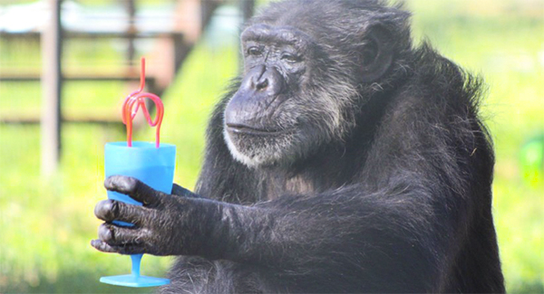 Happy fifty-sixth birthday to the oldest chimpanzee, Emily ➤ Buzzday.info