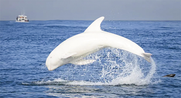 A rare white dolphin named “Casper” was spotted a few days before Halloween in Monterey Bay ➤ Buzzday.info