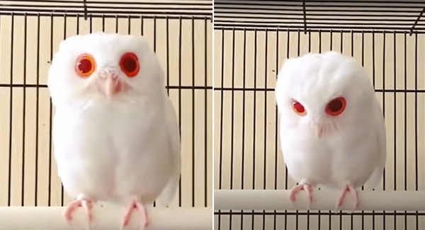 Meet a rare magical white owl with red eyes ➤ Buzzday.info