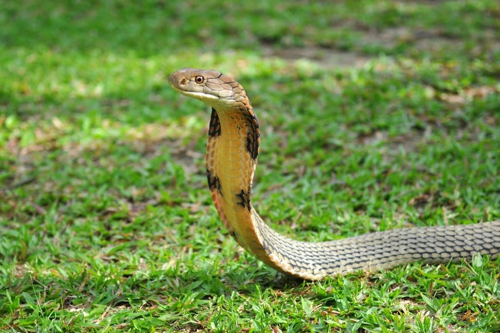 Dangerous king cobra politely drinks water from a bottle