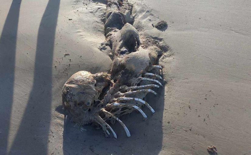 A mysterious corpse dumped on the beach has convinced people that mermaids exist ➤ Buzzday.info