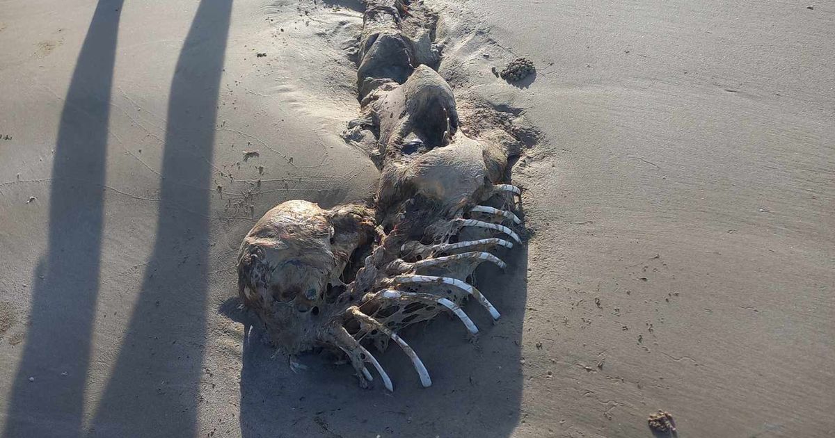 A mysterious corpse dumped on the beach has convinced people that mermaids exist ➤ Buzzday.info