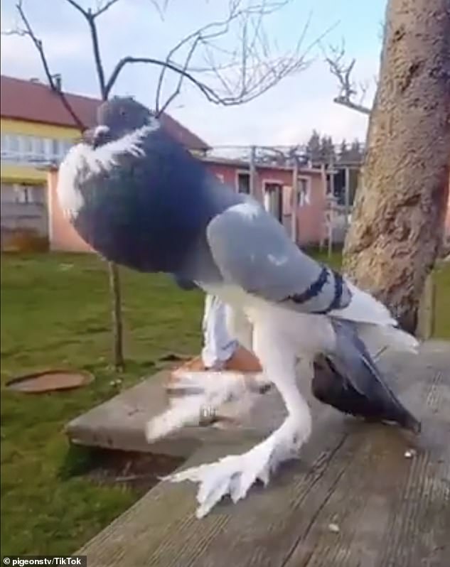 Exclusive: TikTok users were shocked by a clip showing a “Mutant Pigeon” with long legs and pumped-up breast