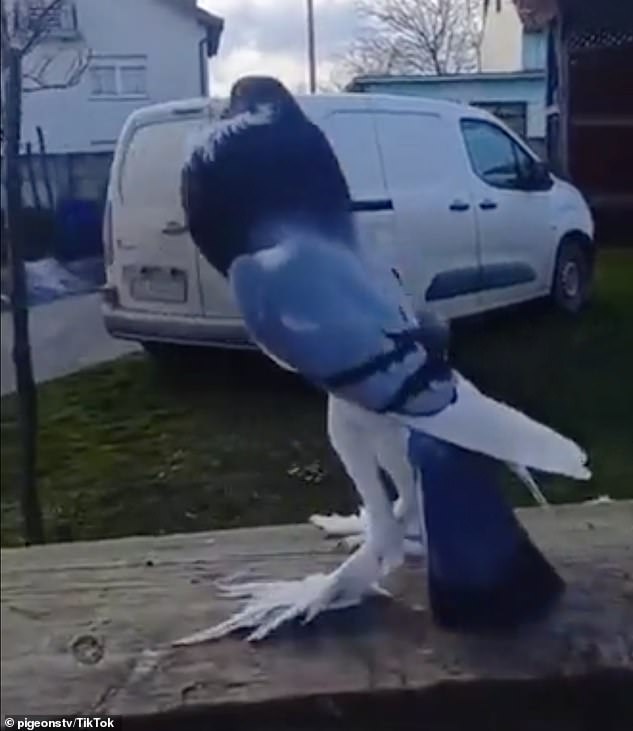 Exclusive: TikTok users were shocked by a clip showing a “Mutant Pigeon” with long legs and pumped-up breast