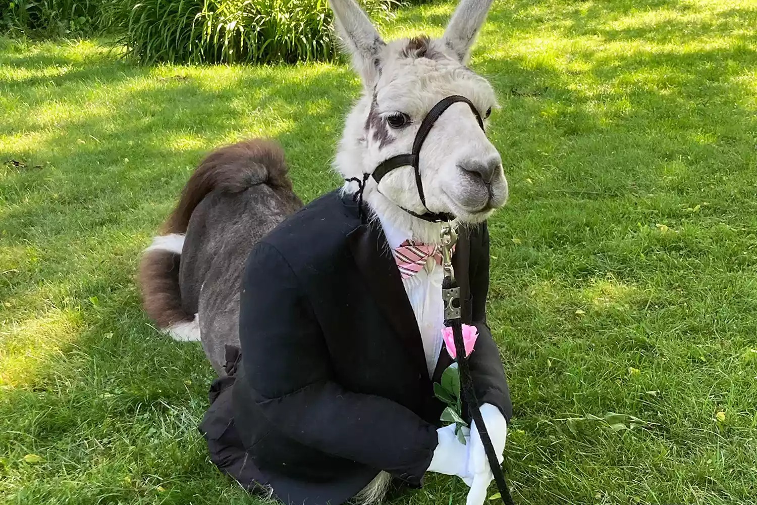 EXCLUSIVE: Llama dressed as Groomsman Delights Guests at a New York wedding