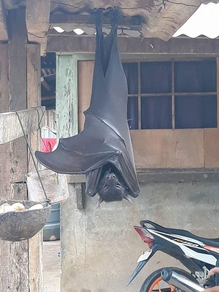 An authentic photo of a human-sized bat!