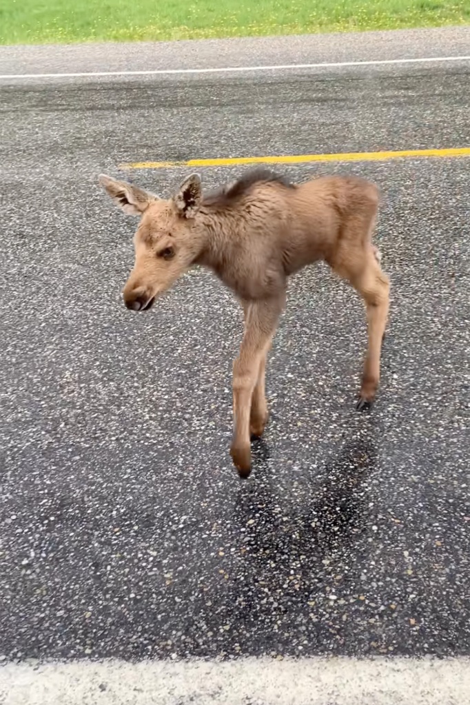 Exclusive: A man is fired for saving a tiny baby moose cub from being eaten by a bear