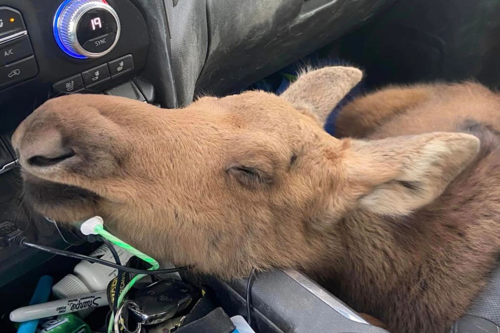 Exclusive: A man is fired for saving a tiny baby moose cub from being eaten by a bear