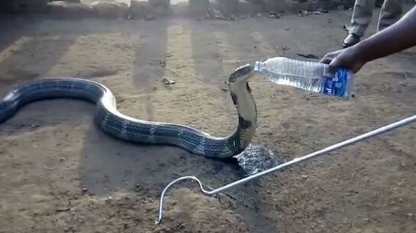 Dangerous king cobra politely drinks water from a bottle ➤ Buzzday.info