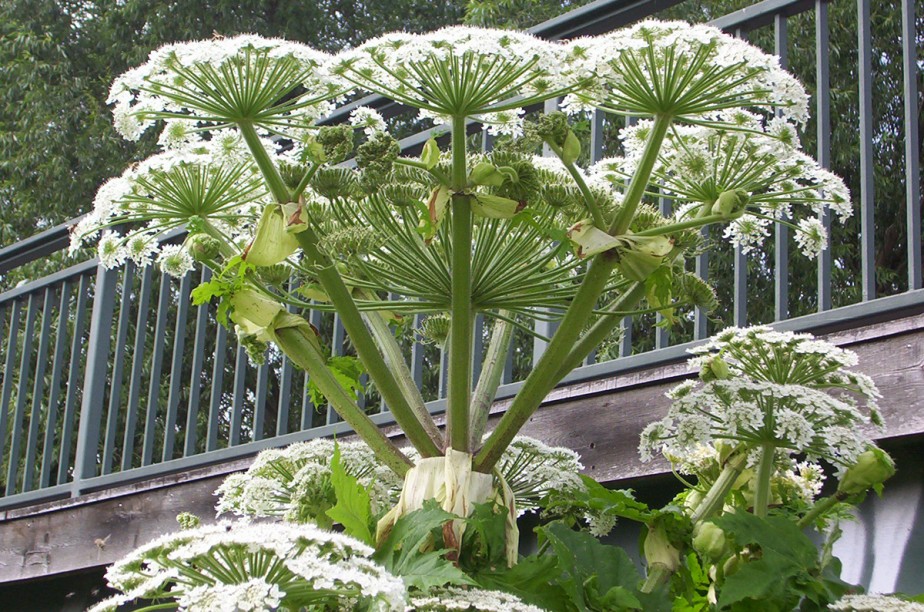 Un homme a été transporté à l’hôpital avec de graves brûlures après avoir touché la “plante la plus dangereuse de nos jardins