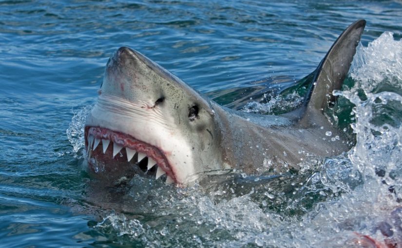 Shark attack threat off the coast of Florida this 4th of July weekend ➤ Buzzday.info