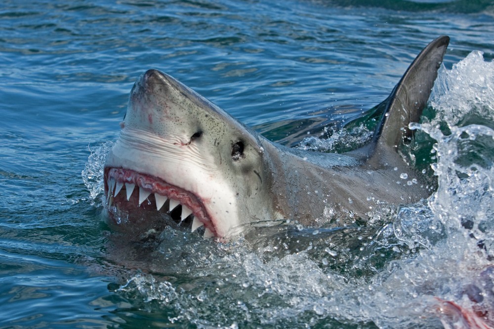 Shark attack threat off the coast of Florida this 4th of July weekend ➤ Buzzday.info