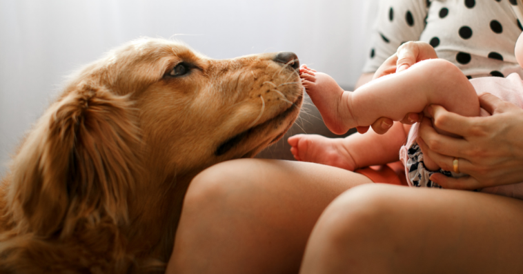 VIDEO: This Dog Nanny Might Start Replacing Babysitters