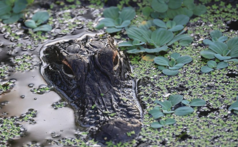 Florida children swimming dozens of feet away from an alligator shocked onlookers ➤ Buzzday.info