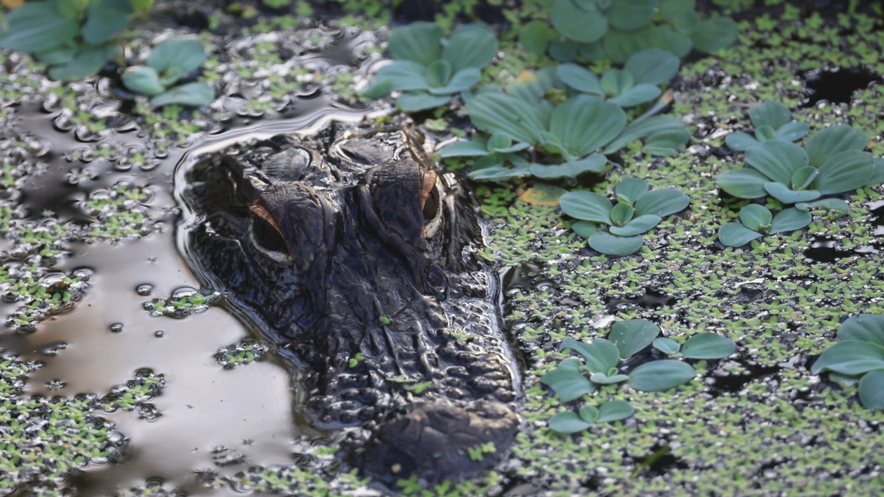 Florida children swimming dozens of feet away from an alligator shocked onlookers ➤ Buzzday.info