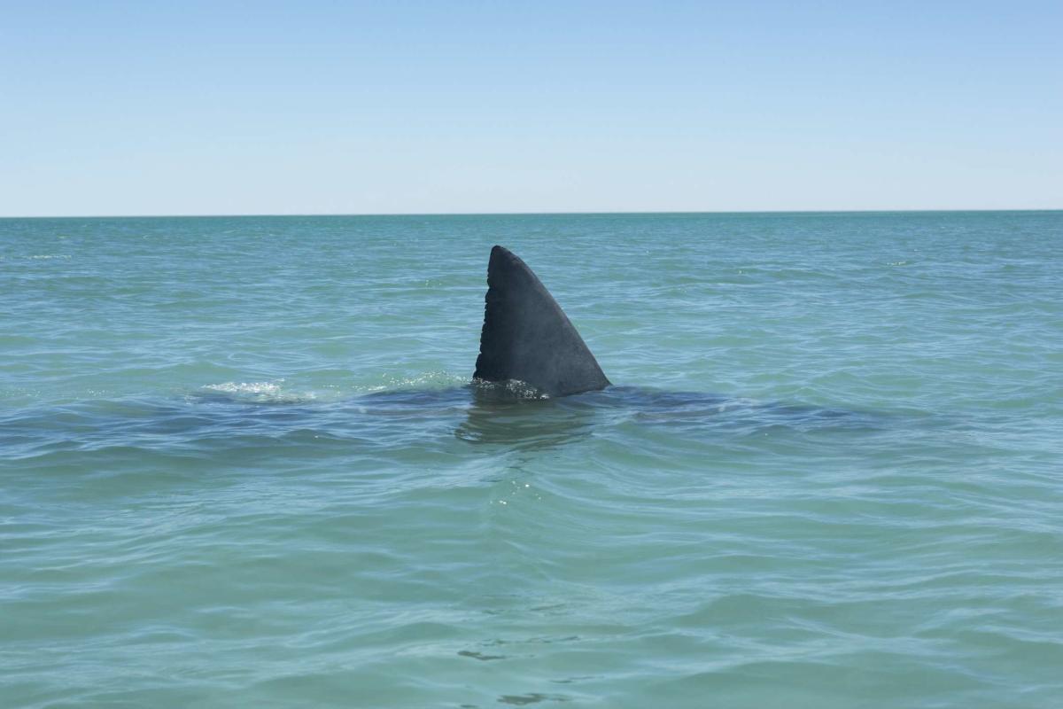 Shark attack threat off the coast of Florida this 4th of July weekend