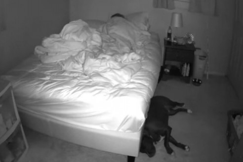 Gdy mąż był w pracy, jego żona i pies zostali nagrani przez ukrytą kamerę ➤ Buzzday.info