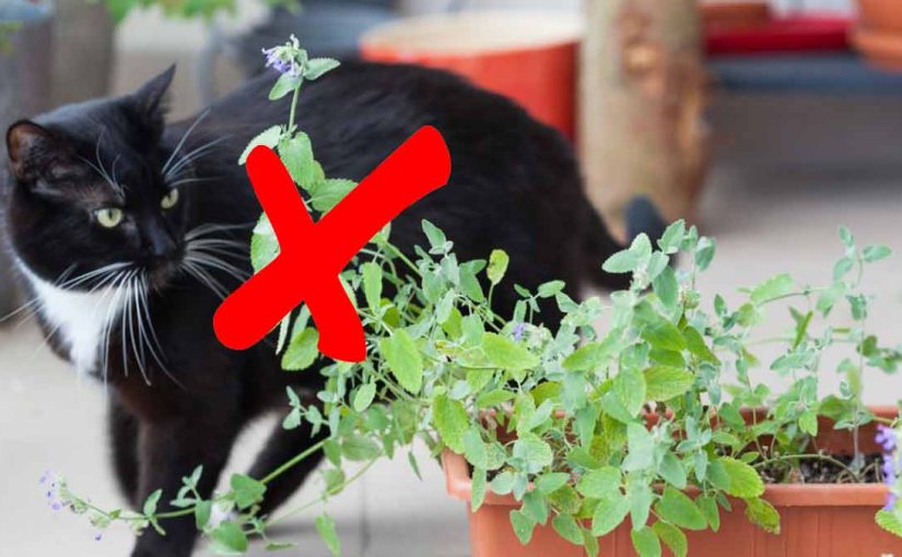 Les chats de vos voisins viennent sans cesse dans votre jardin ? Utilisez cette méthode simple, et ils ne vous dérangeront plus !  ➤ Buzzday.info