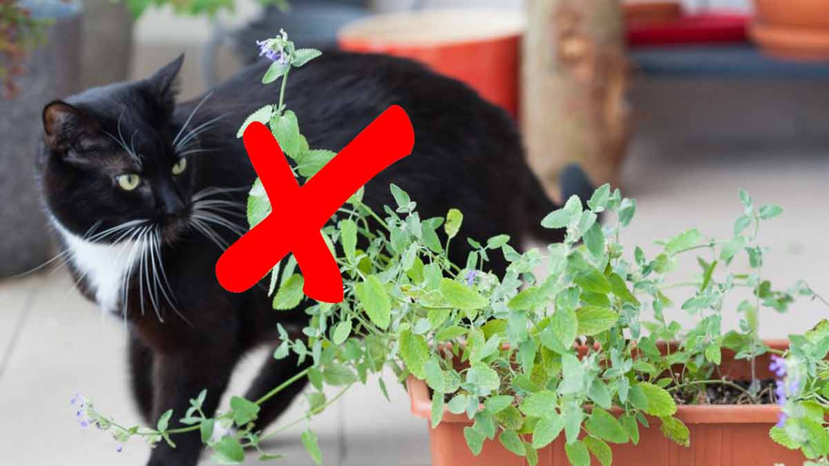 Les chats de vos voisins viennent sans cesse dans votre jardin ? Utilisez cette méthode simple, et ils ne vous dérangeront plus !  ➤ Buzzday.info