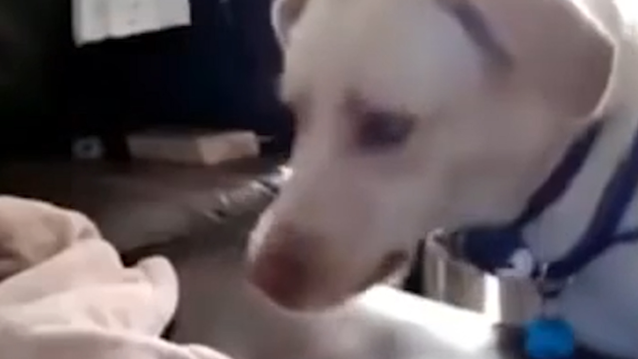 VIDEO: This Dog Nanny Might Start Replacing Babysitters ➤ Buzzday.info