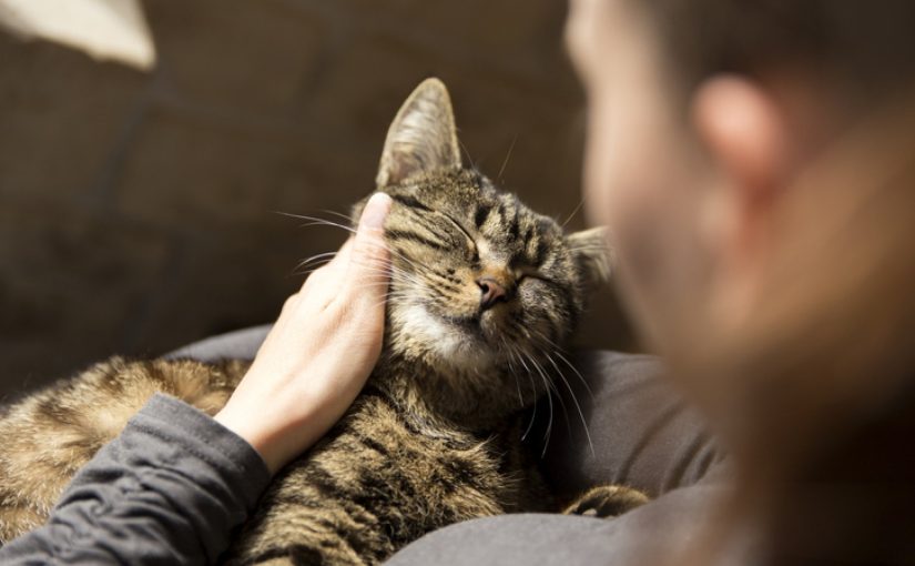 Does your cat suffer from separation anxiety? Here’s how you can help ➤ Buzzday.info