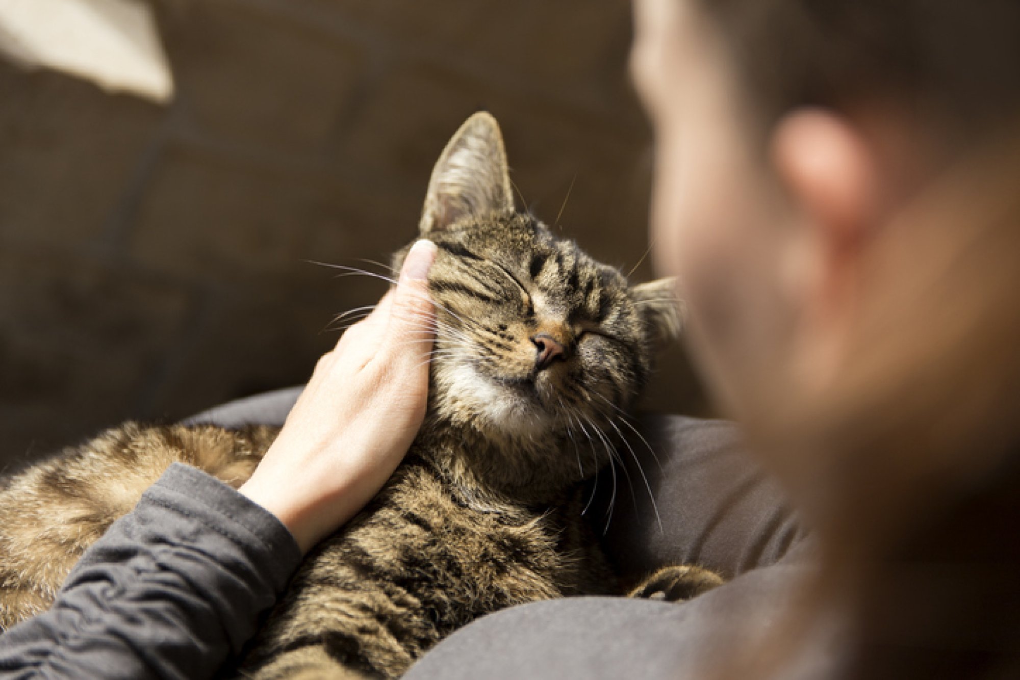 Does your cat suffer from separation anxiety? Here’s how you can help ➤ Buzzday.info
