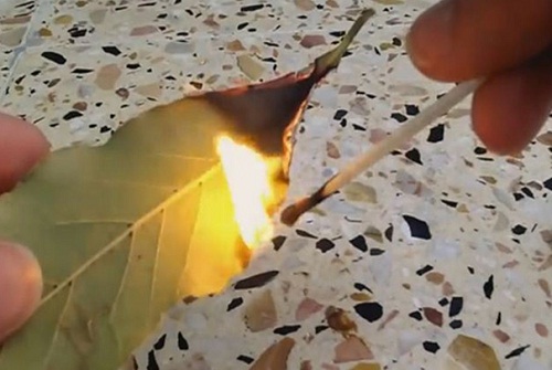Tại sao đốt lá nguyệt quế ở nhà? Bạn sẽ ngạc nhiên! ➤ Buzzday.info