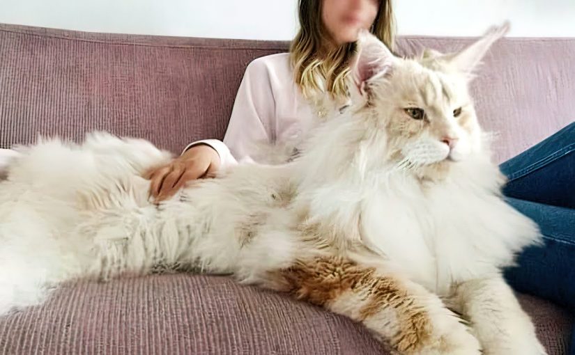 The five most giant cat breeds in the world ➤ Buzzday.info